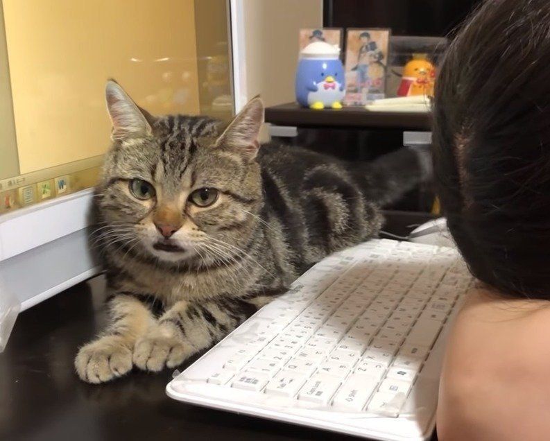 パソコン前の猫