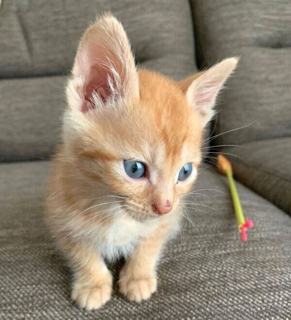 ソファに座るわさびちゃん