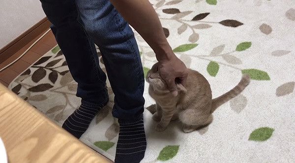 なでられる猫