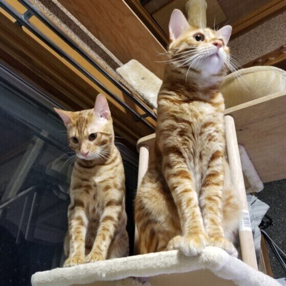 ベンガルの特徴と飼い方 可愛い画像いっぱい ねこのきもち 猫図鑑 ねこのきもちweb Magazine ベンガルの特徴と飼い方 可愛い画像いっぱい ねこのきもち 猫図鑑 ねこのきもちweb Magazine