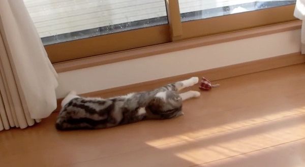 遊ぶ猫