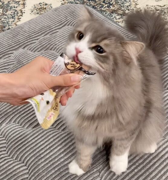 ご褒美のおやつを食べる翠くん
