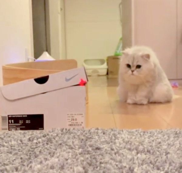 箱を見つめる猫