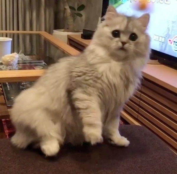 遊ぶスコティッシュフォールド