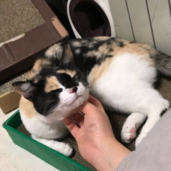 ゴロゴロきもち良さそうなミケのあるちゃん