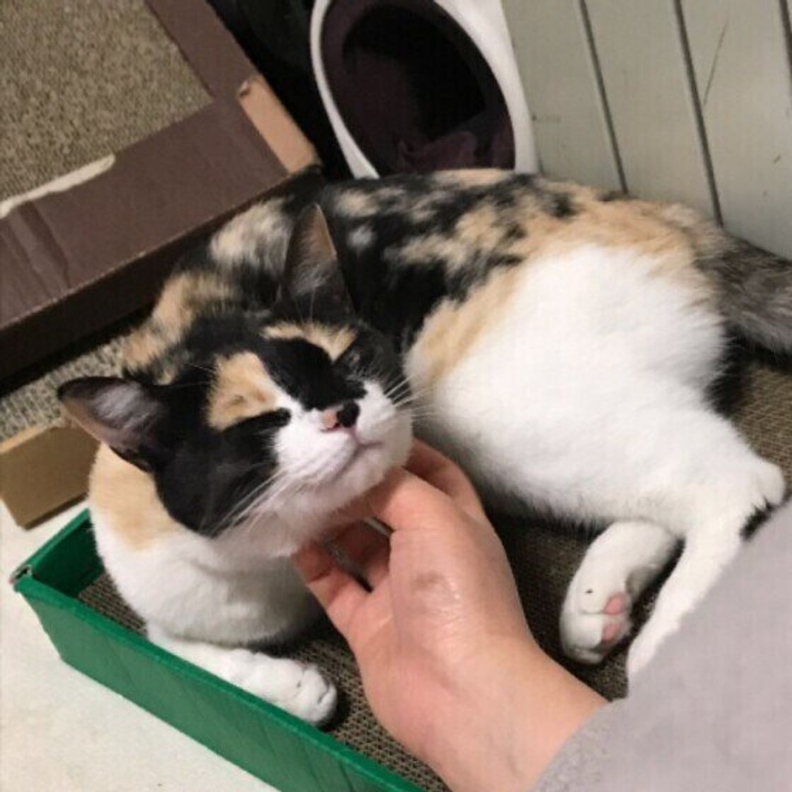 どうして 愛猫が飼い主さんのそばで ゴロゴロ鳴く理由 ねこのきもちweb Magazine