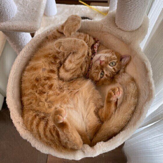キャットタワーにいる茶トラ