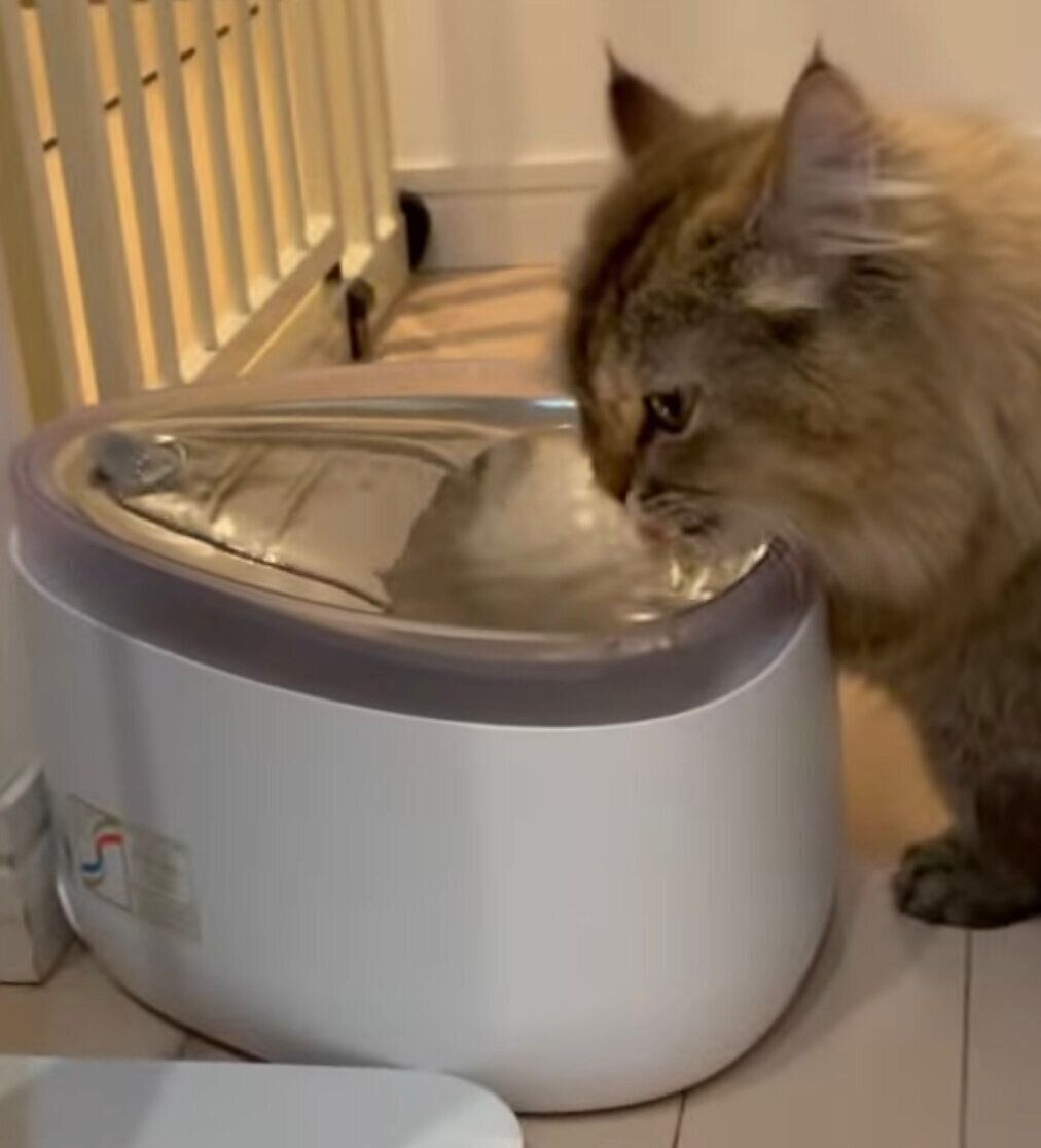 nelloコードレス給水器の水を飲む猫