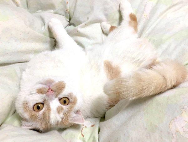 くつろぐホイちゃん