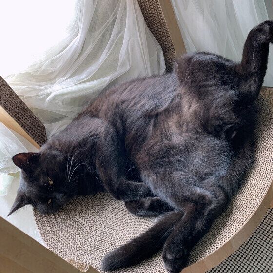 Mix（黒）のパンジャくん♪