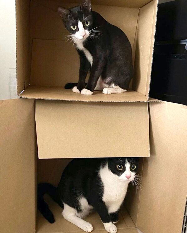 ダンボールの中に入るラッキーくんとちゅらちゃん