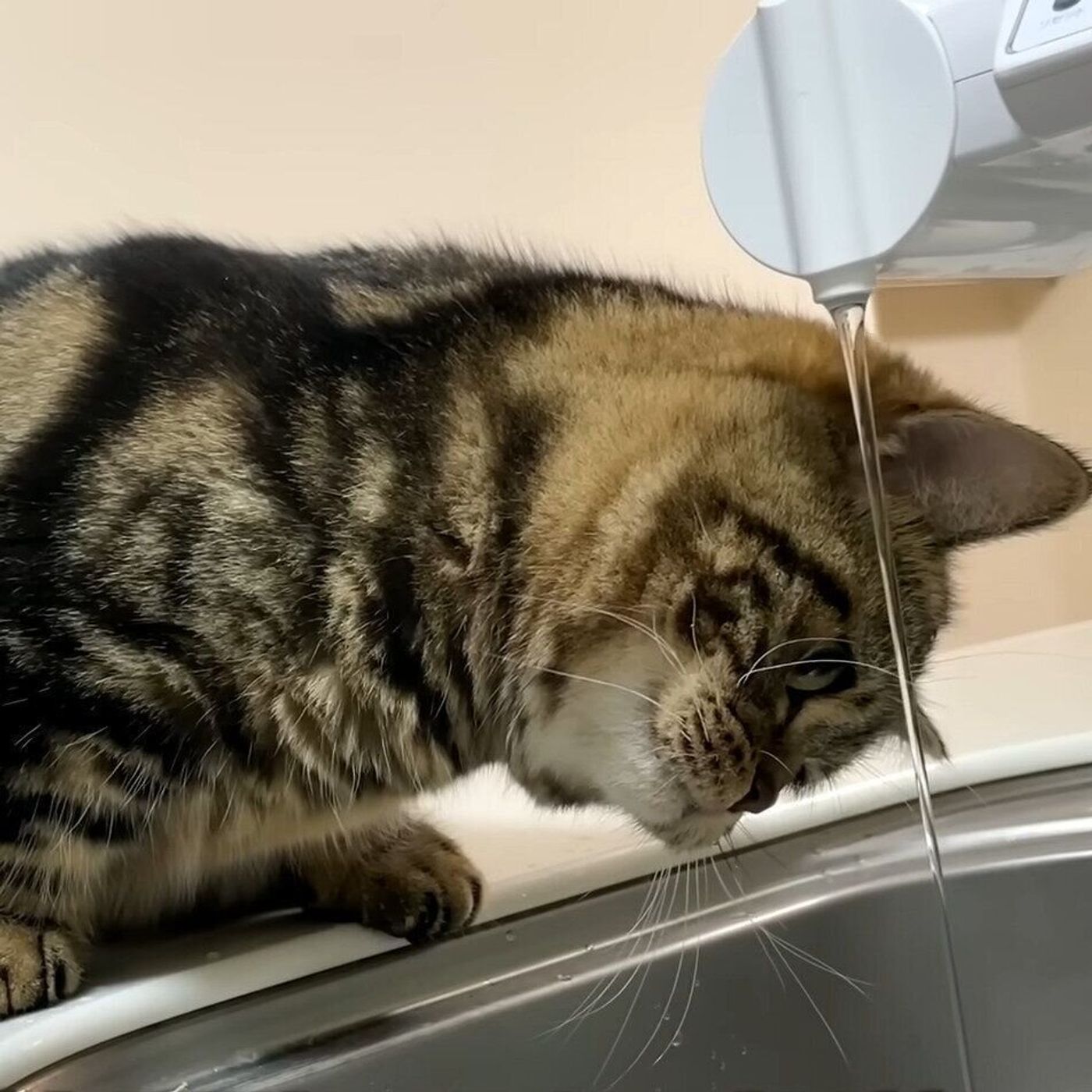 水を捕まえようとがんばる猫 最終的にはビショビショに ねこのきもちweb Magazine 水を捕まえようとがんばる猫 最終的にはビショビショに ねこのきもちweb Magazine