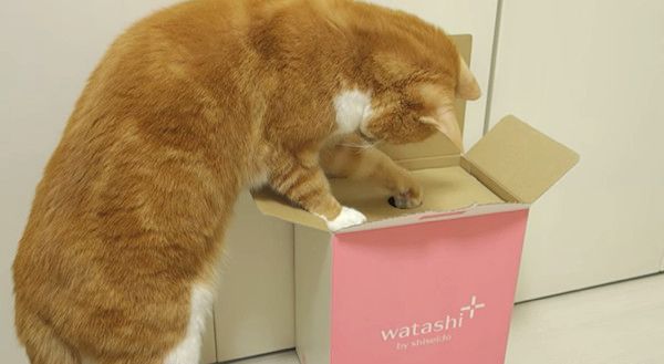 箱が気になる猫