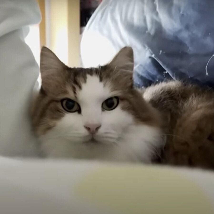 布団に入る秀吉くん