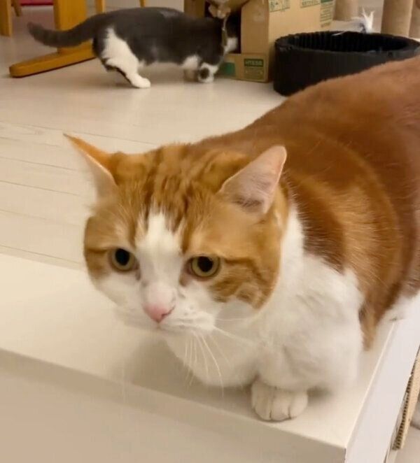 見つめるコスケくん