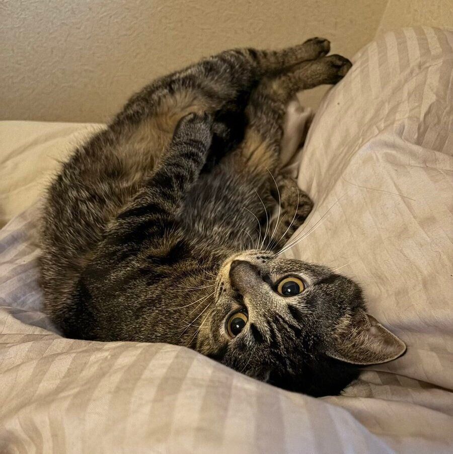 寝転がるセトくん