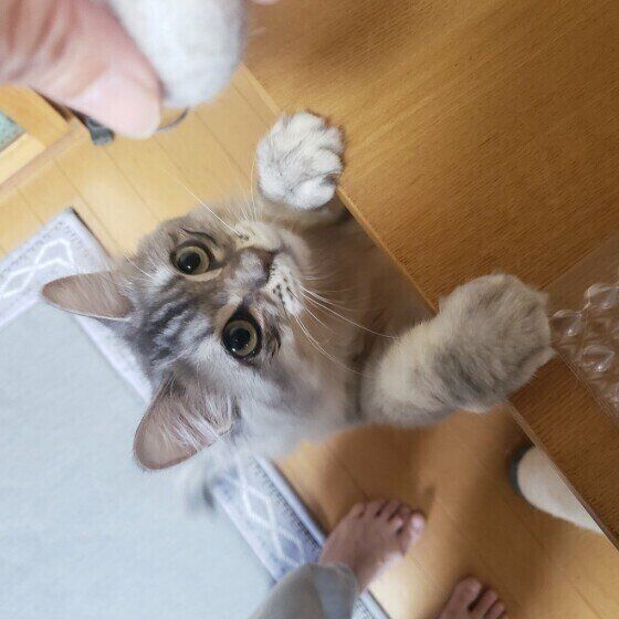 遊んでほしいサイベリアン