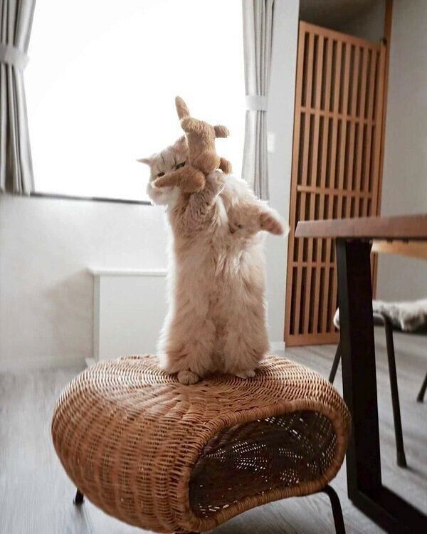 マンチカン立ちするぽこくん