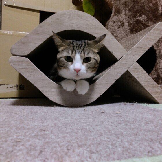 スコティッシュフォールドのひめちゃん