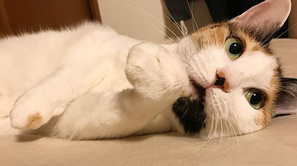 口を開ける猫