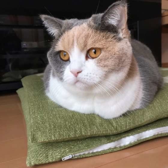 香箱座りをするブリティッシュショートヘア