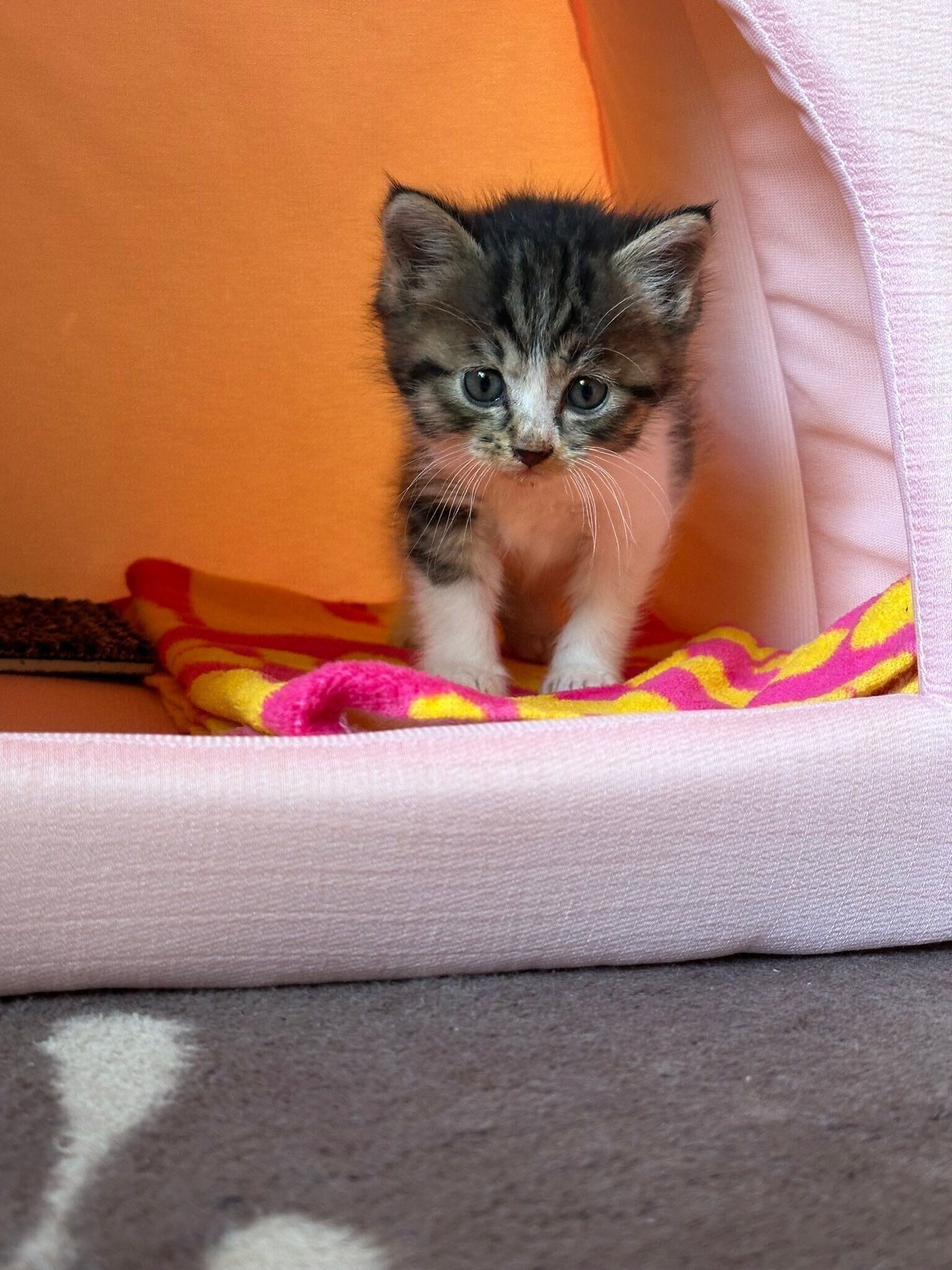 家に来たばかりのサクラちゃん