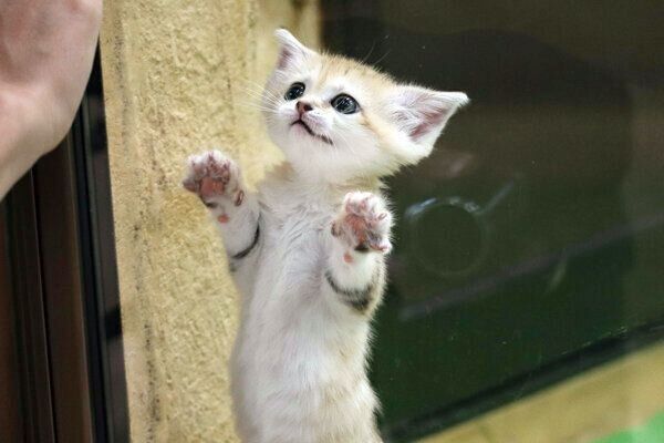 スナネコの赤ちゃん