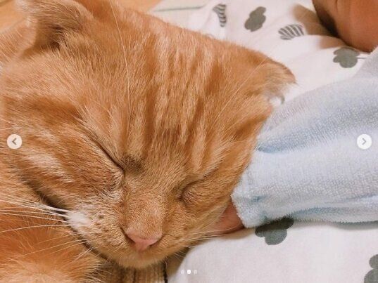 赤ちゃんと眠る菊丸くん