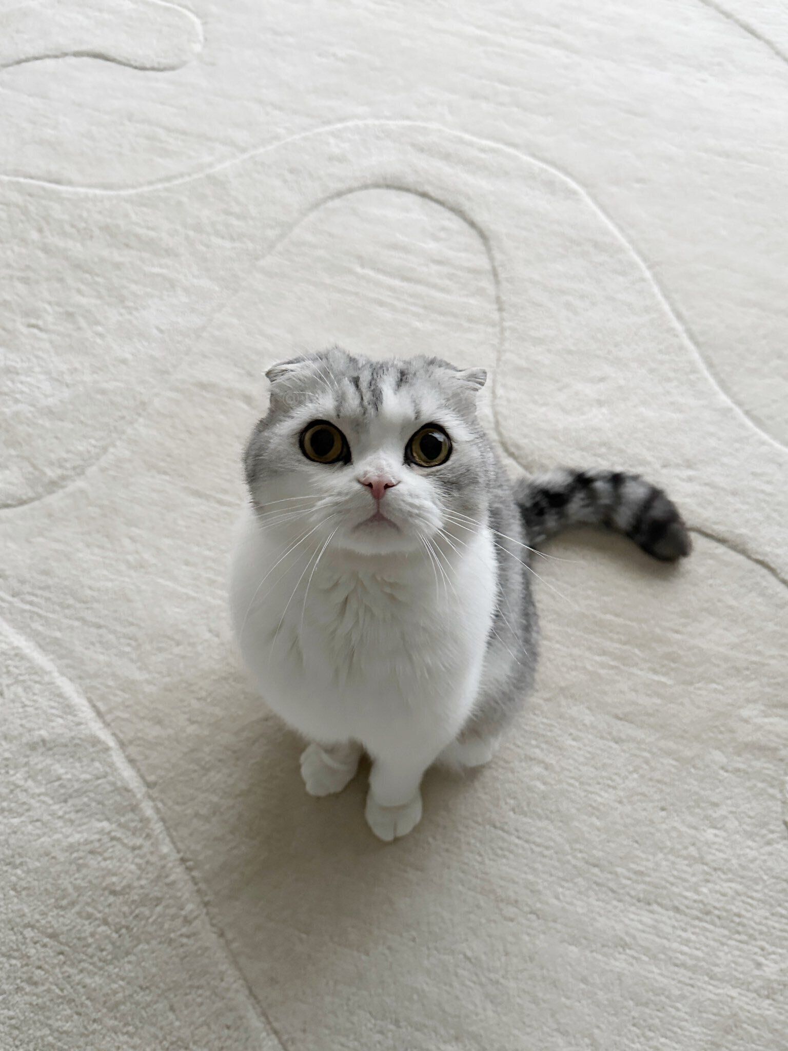 4才のスコティッシュフォールド