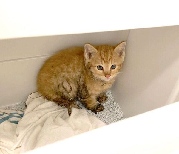 保護当時のみゃおちゃん