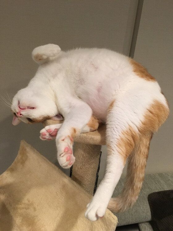 くねくねするソラ君