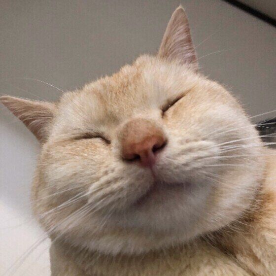 目を細めるアメリカンショートヘア