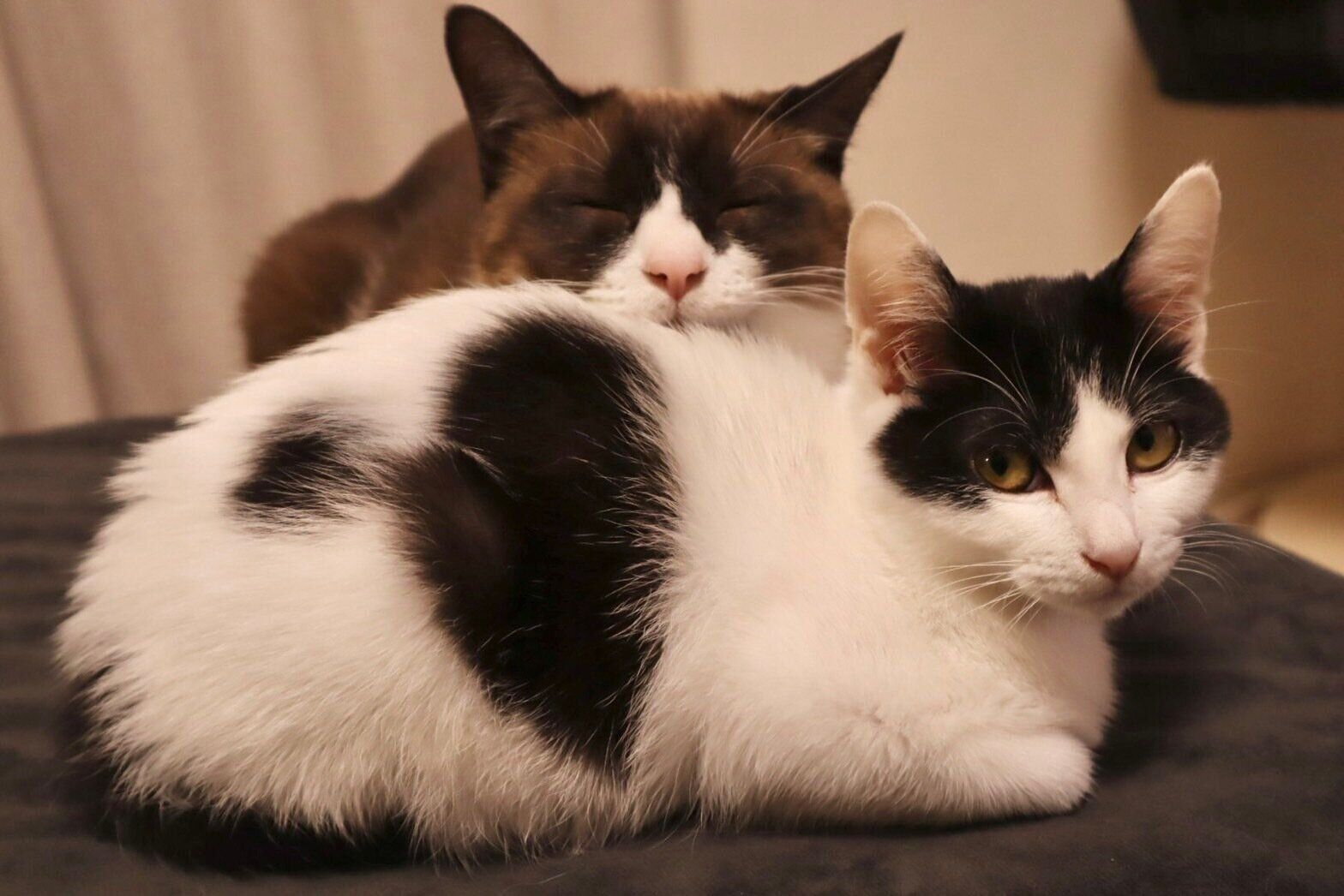 くっついている2匹の猫