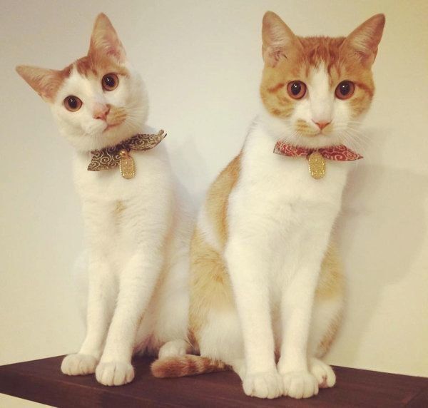 猫のいちごちゃんとタルトちゃん