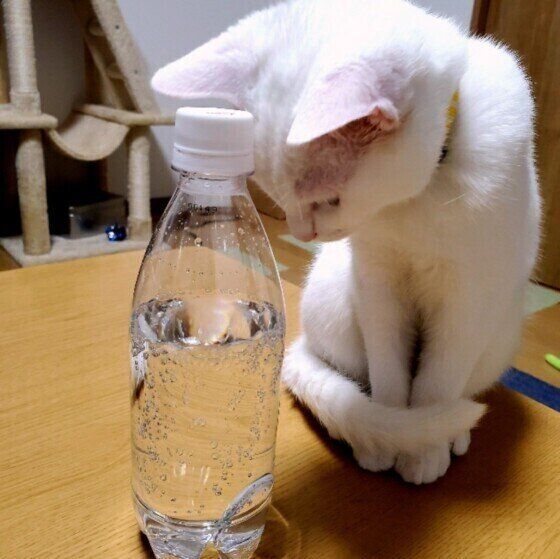 炭酸水を見つめるMix猫