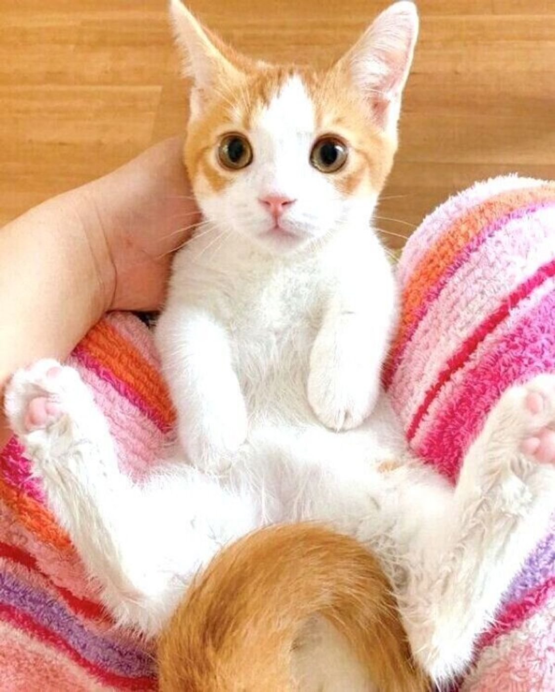 お腹だけビショビショでも平気な子猫 約1か月後のパワーアップした行動とは ねこのきもちweb Magazine
