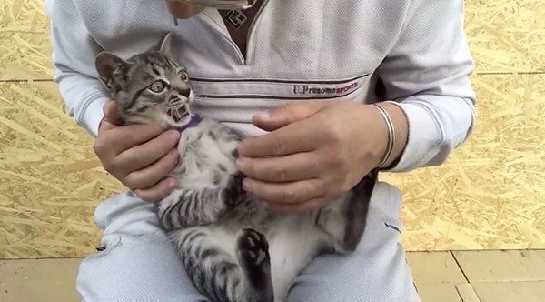 固まるコタローくん