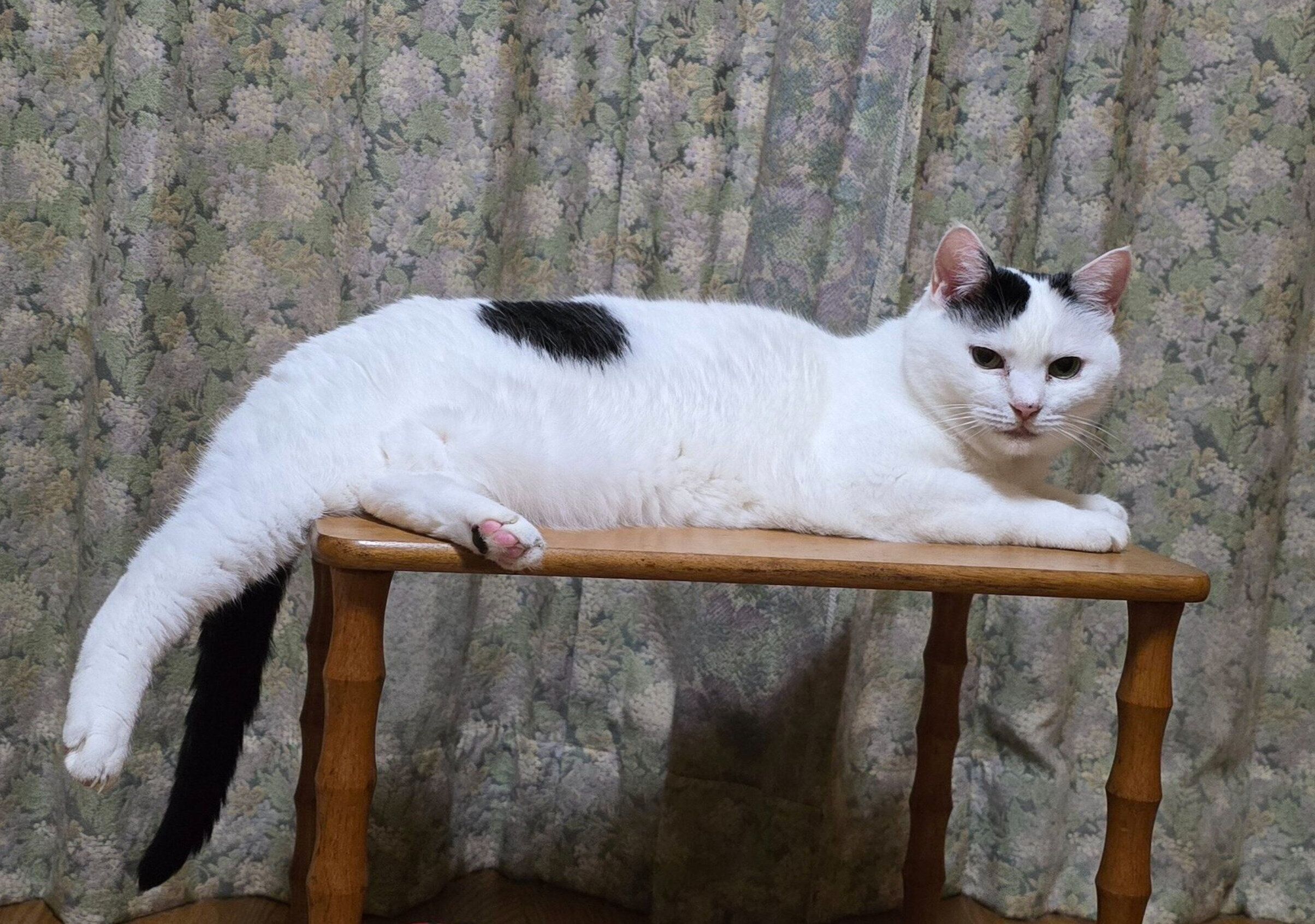 9才になったチロちゃん