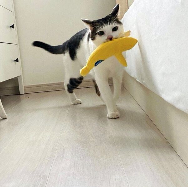 おもちゃを運ぶセロイくん