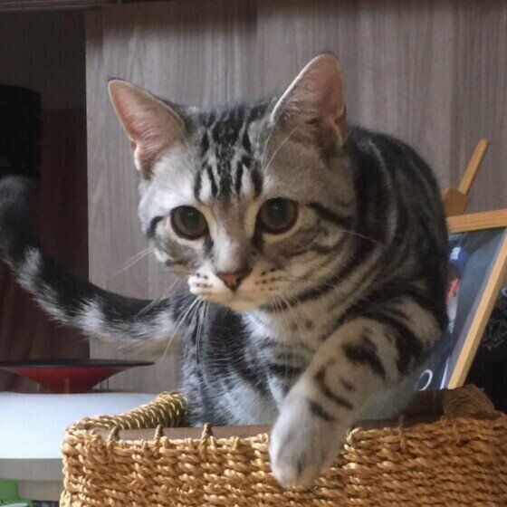 アメリカンショートヘアのしゃけまるくん