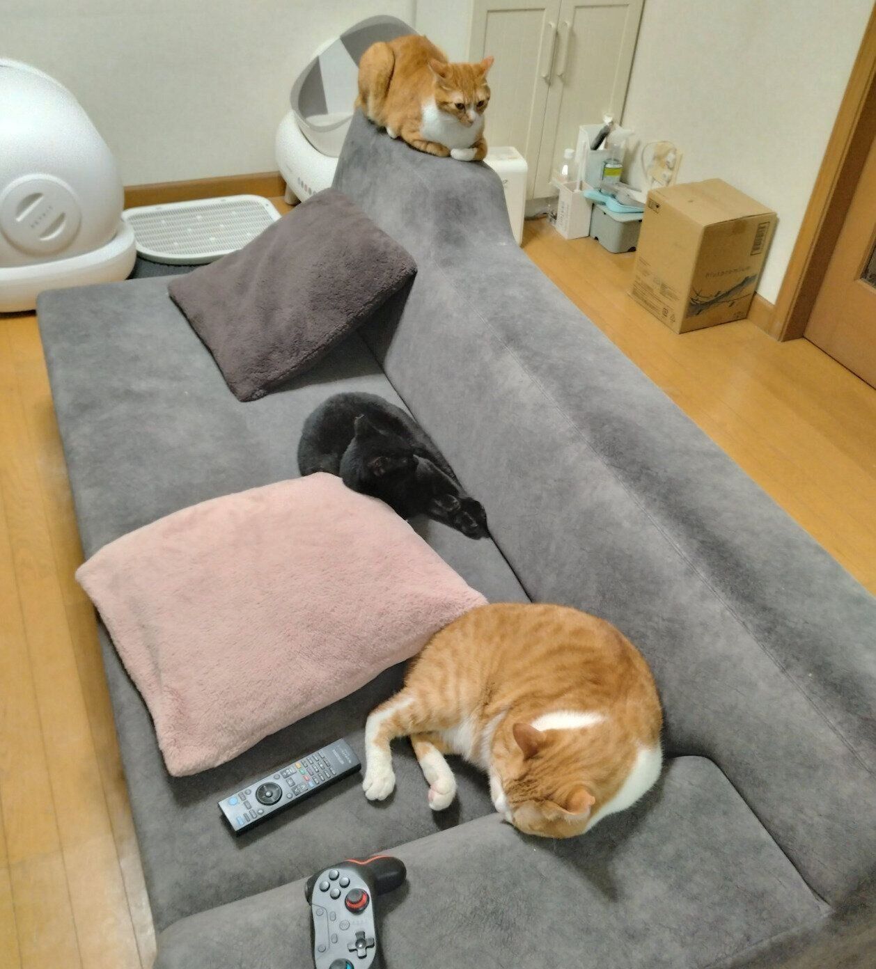ソファに集まる猫たち。