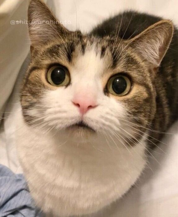 飼い主さんとのお布団争奪戦に勝利したひなたくん