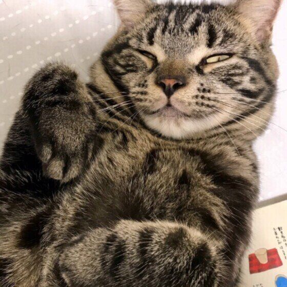 眠るアメリカンショートヘア