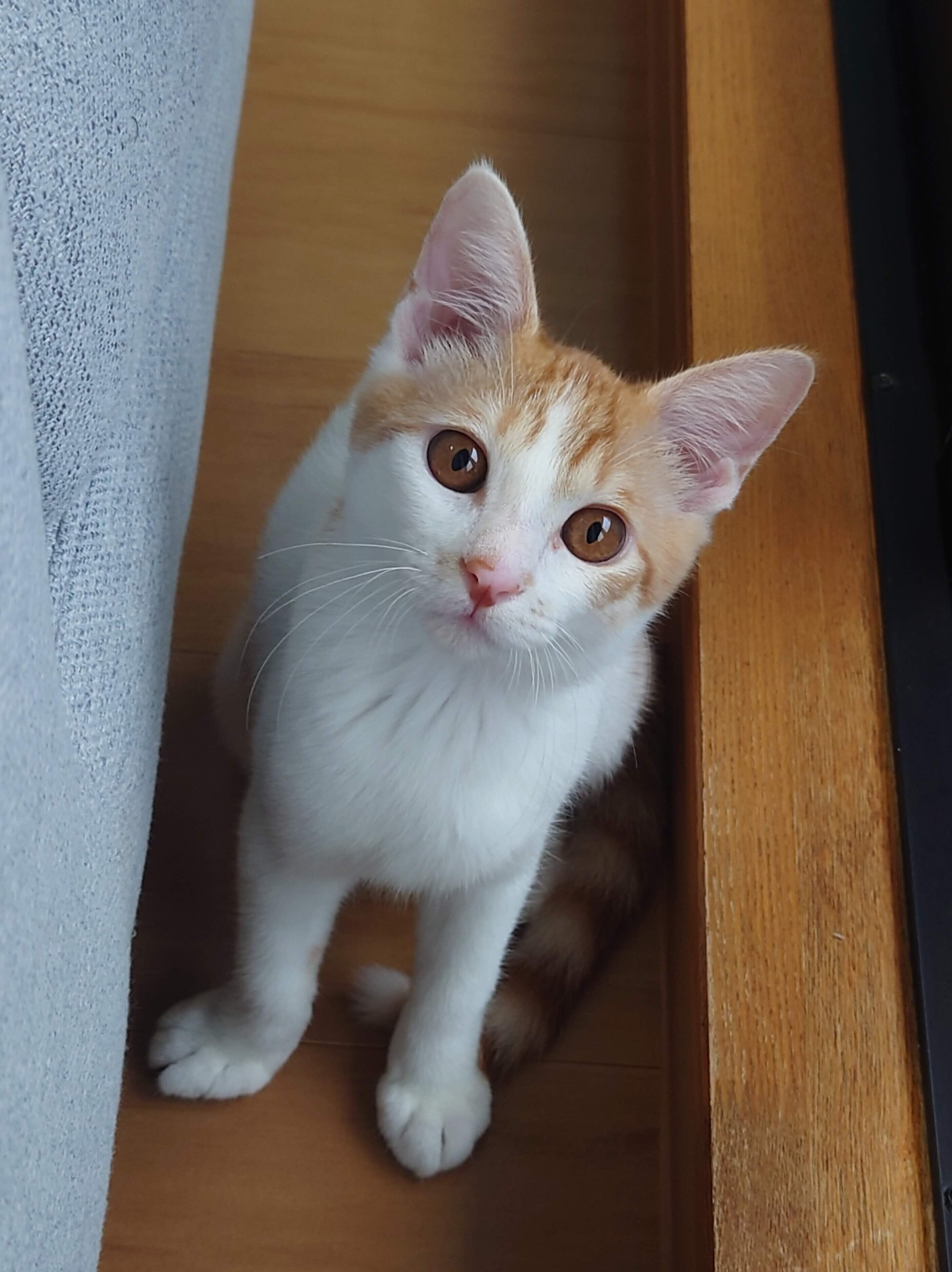 かわいすぎる　生後4カ月のときに撮影されたツナマヨくんの写真