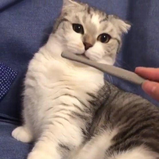 歯ブラシを避ける猫