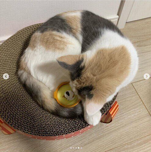 ねこなべリングをのぞき込む三毛猫のむぎちゃん