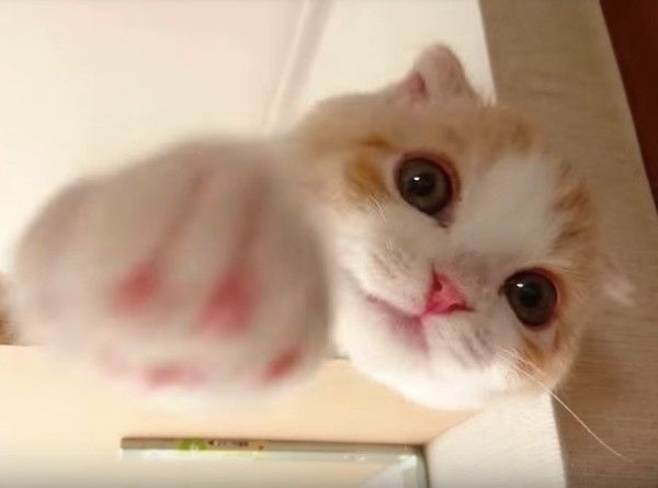 ぴゃぁ〜と鳴くにゃんこ