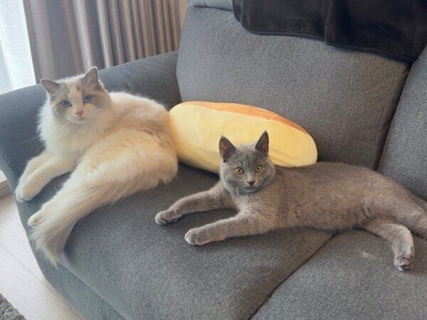 仲良しコンビでいつも一緒にいるララちゃんとロミオくん