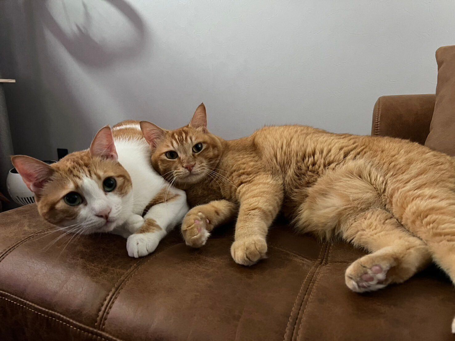 くっつくポーくん、テトくん