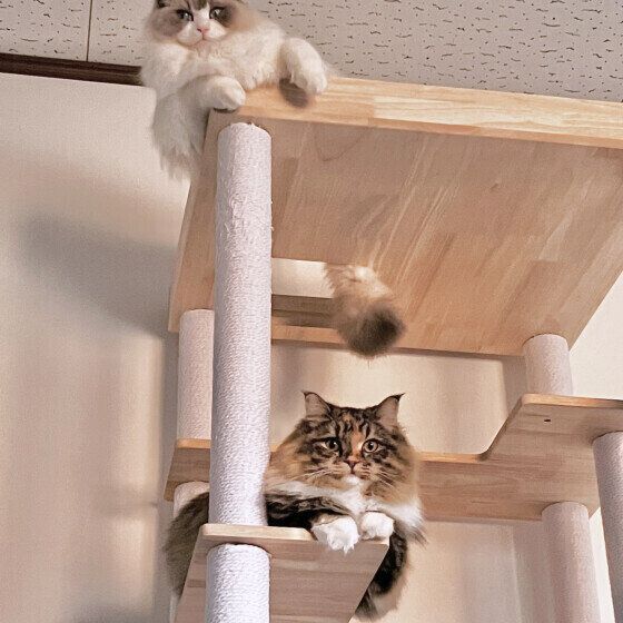 タワーに上るうにもちゃん（サイベリアン）